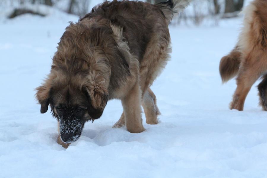 Rahja im Schnee 2