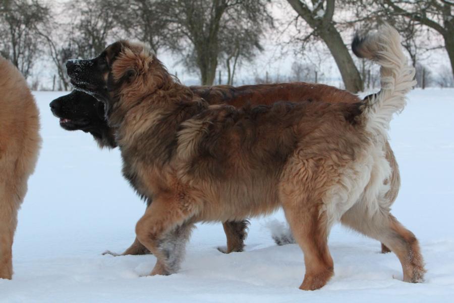 Rahja im Schnee 3