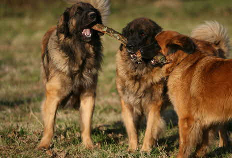 Enrico, Cleo und Felicia mit Stock