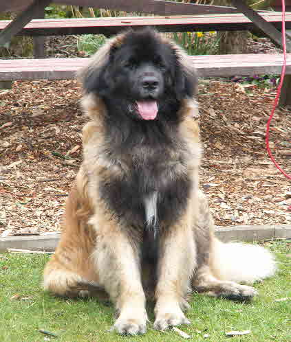Pedro Balou 6