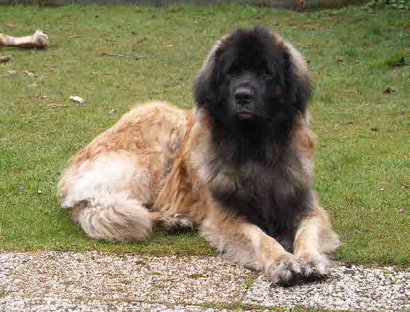 Pedro Balou  1