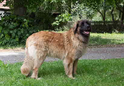 Querolin Juni 2011