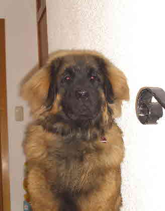Rufus Ben 2